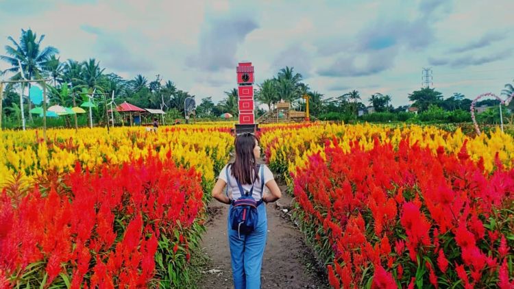 Indahnya Taman Bunga Celosia, Serasa Bak di Surga