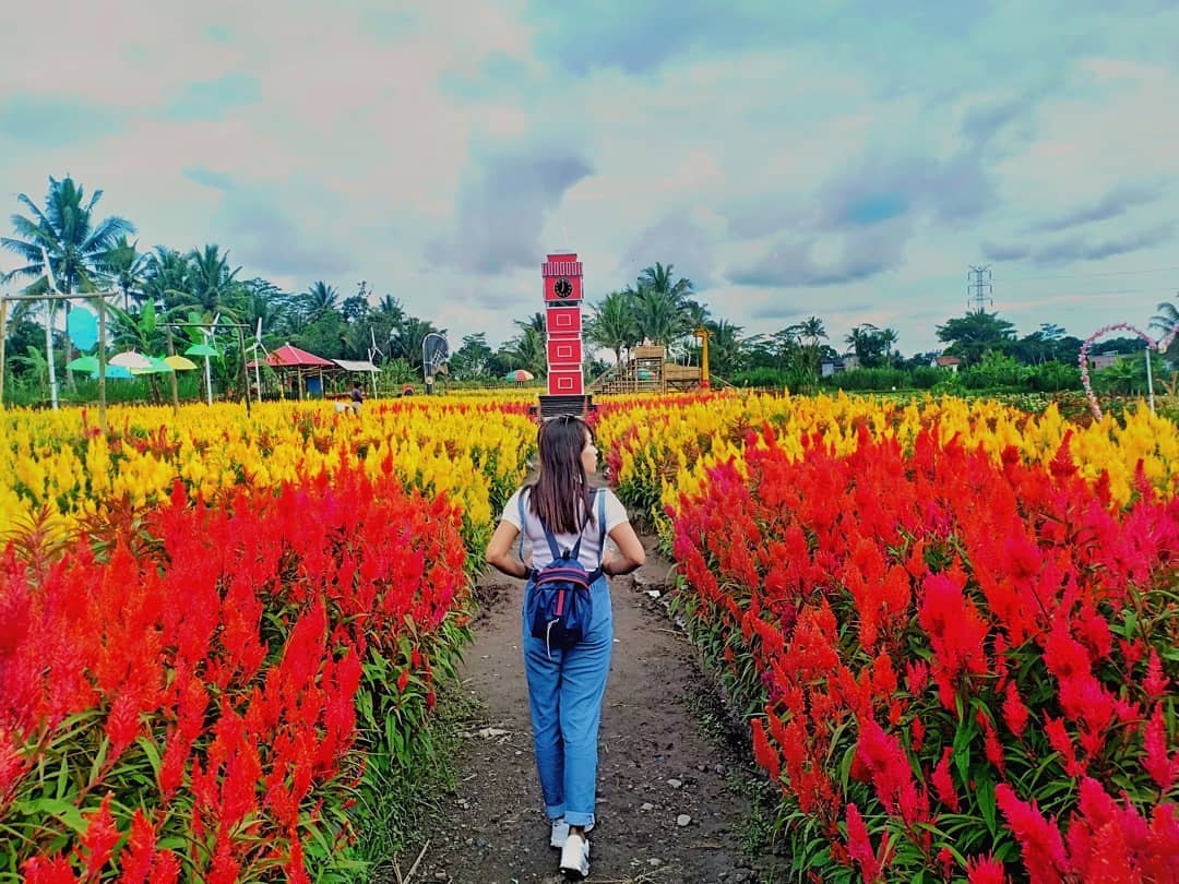 Indahnya Taman Bunga Celosia, Serasa Bak di Surga