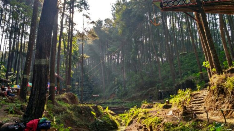 Keindahan Hutan Pinus Sigrowong Temanggung, Kamu Wajib Ke Sini!