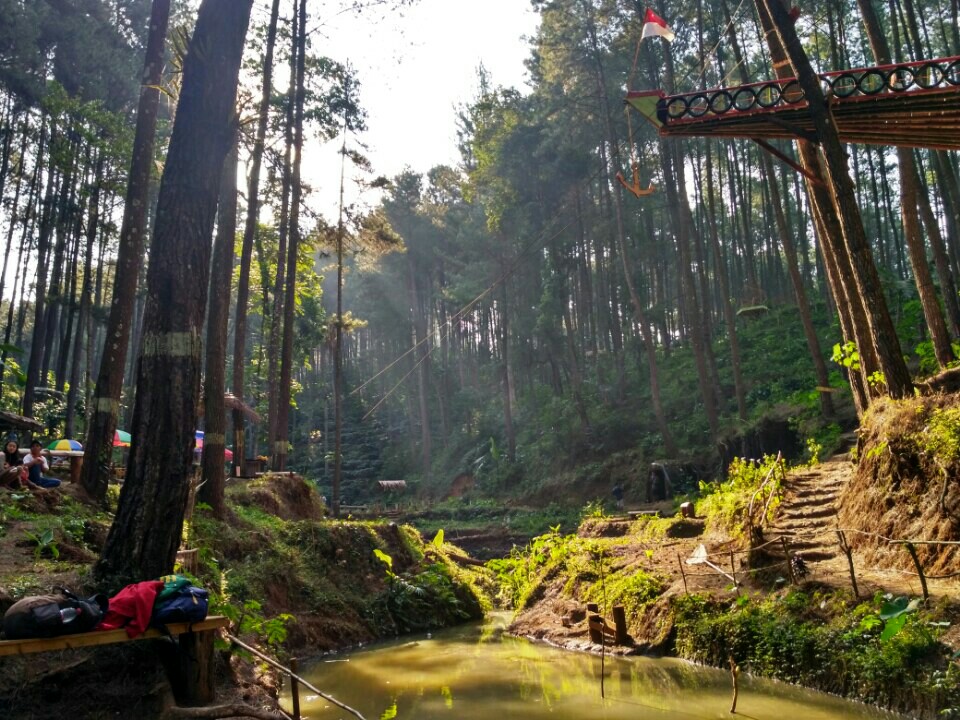 Keindahan Hutan Pinus Sigrowong Temanggung, Kamu Wajib Ke Sini!