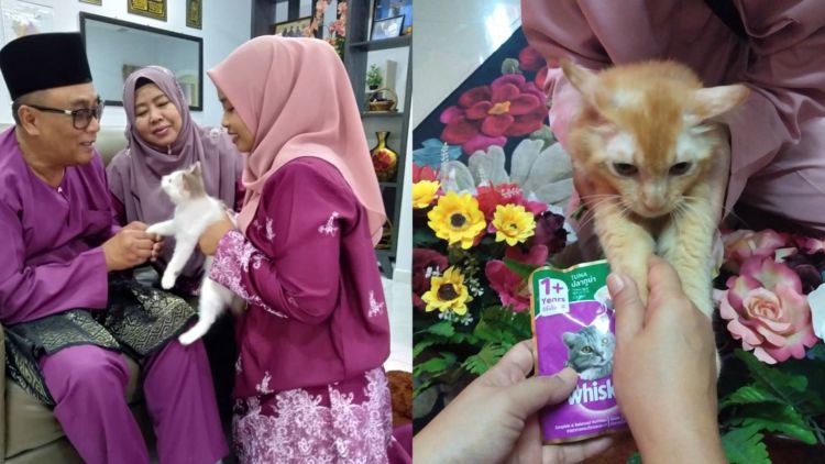 11 Potret Kocak Kucing Ikut Halalbihalal. Gitu dong, Minta Maaf karena Suka Ambil Makan Tanpa Izin!