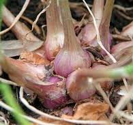 5 Cara Menanam Bawang Merah di Botol atau Tanpa Tanah