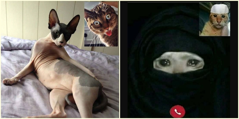 Saking Kangennya, Begini 9 Ekspresi Kocak Kucing Saat Video Call. Mereka juga di Rumah Aja, Gaes!