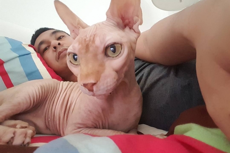 10 Artis yang Ternyata Bucing alias Budak Kucing. Sayang Banget sama Peliharaan Mereka yang Satu ini