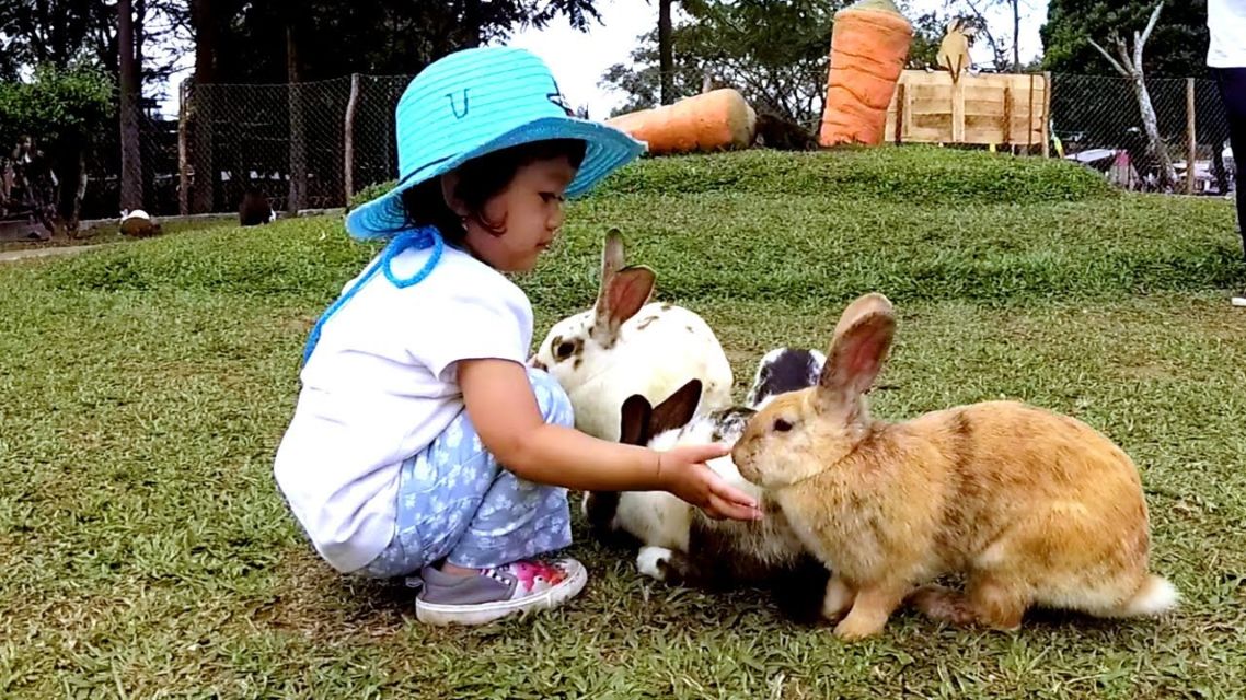 8 Cara Merawat Kelinci dari Anakan Sampai Beranak Nanti. Sehat, Lincah, dan Nggak Cepat Mati