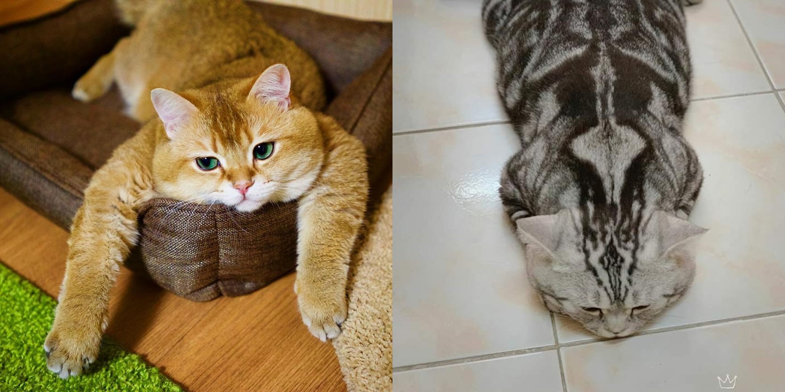 10 Foto Nyebelin Kucing Lagi Rebahan. Nggak Bisa Dibantah Kalau Mereka Binatang Paling Mager!