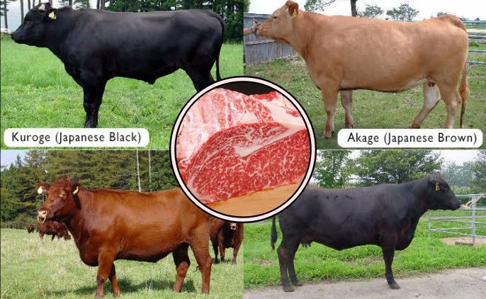 4 Fakta ini Jelaskan Kenapa Daging Wagyu Bisa Mahal Banget. Ada yang Harganya Sampai Jutaan lo!