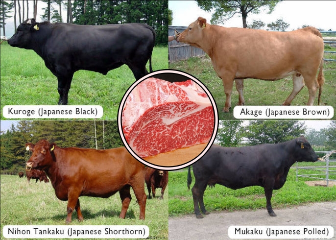 4 Fakta ini Jelaskan Kenapa Daging Wagyu Bisa Mahal Banget. Ada yang Harganya Sampai Jutaan lo!