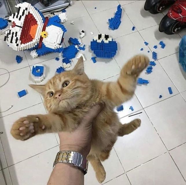 11 Kelakuan Kurang Ajar Hewan Piaraan pada Hooman. Kalau Udah Cinta, Susah buat Marahin :(