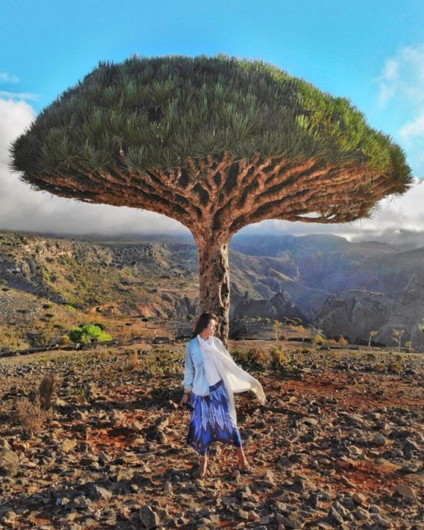 Traveler Ini Terjebak dan Isolasi Mandiri di Pulau Socotra. Pulau Misterius yang Juga Dijuluki Pulau Alien!