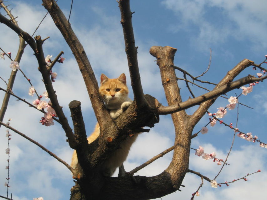 Ternyata Jadi Kucing itu Susah lo, Kerjanya Nggak Cuma Goleran dan Bikin Kesel Aja Kok~