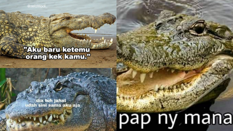 11 Kumpulan Meme Kocak Seekor Buaya. Duh, Pas Banget sama Omongan para Lelaki yang Nggak Beres~