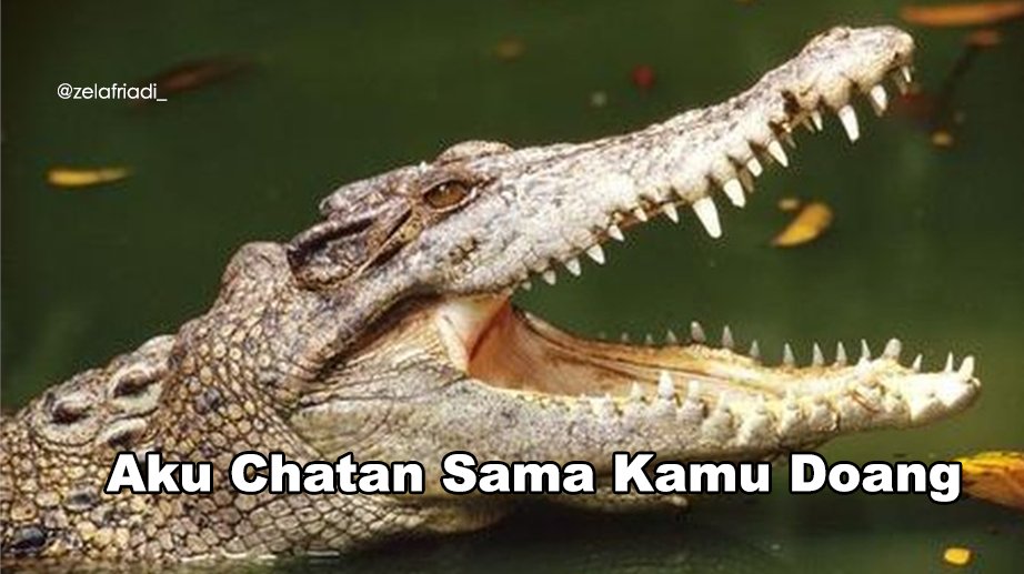 11 Kumpulan Meme Kocak Seekor Buaya. Duh, Pas Banget sama Omongan para Lelaki yang Nggak Beres~