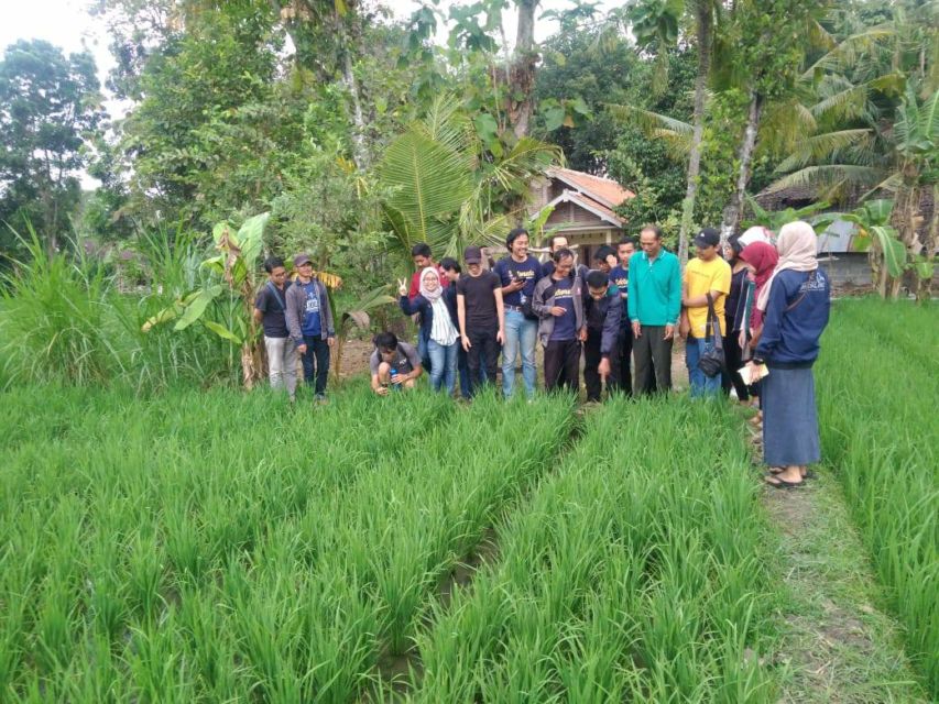 Viral Lulusan Fisipol UGM Mantap Berkarier jadi Petani. Ternyata Tak Perlu Punya Lahan Sendiri~