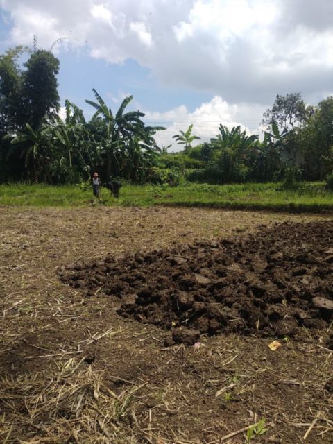 Viral Lulusan Fisipol UGM Mantap Berkarier jadi Petani. Ternyata Tak Perlu Punya Lahan Sendiri~