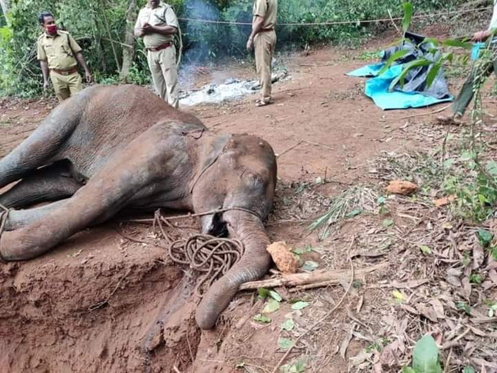 Gajah yang Tengah Hamil Ini Mati Setelah Makan Nanas Berisi Petasan. Kejam Sekali ya Manusia!