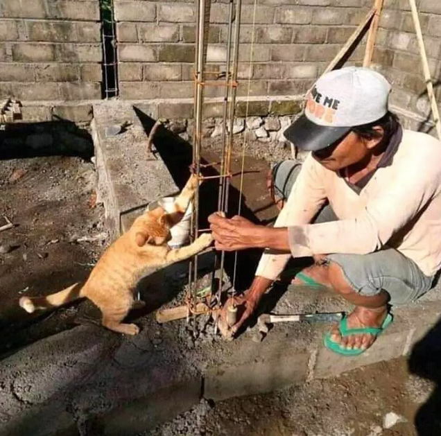 Ternyata Jadi Kucing itu Susah lo, Kerjanya Nggak Cuma Goleran dan Bikin Kesel Aja Kok~