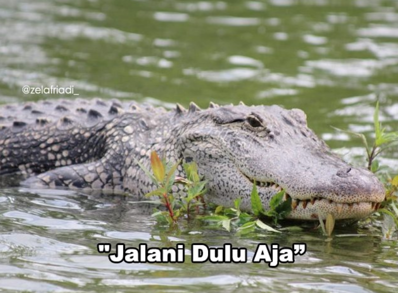 11 Kumpulan Meme Kocak Seekor Buaya. Duh, Pas Banget sama Omongan para Lelaki yang Nggak Beres~