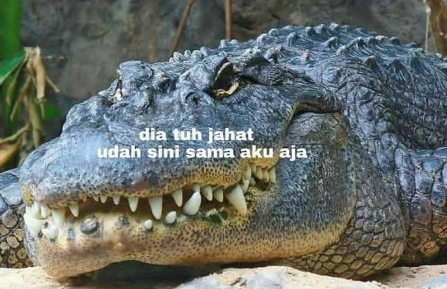 11 Kumpulan Meme Kocak Seekor Buaya. Duh, Pas Banget sama Omongan para Lelaki yang Nggak Beres~