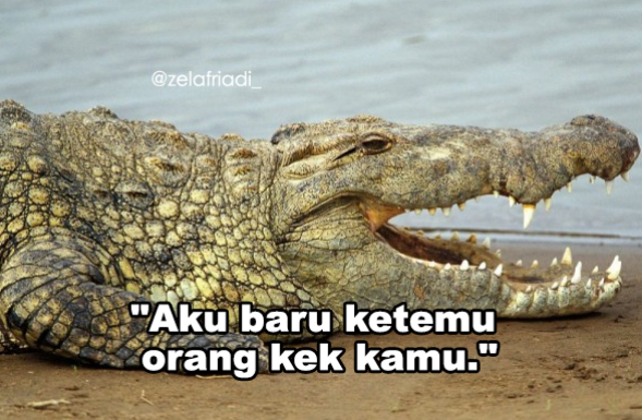 11 Kumpulan Meme Kocak Seekor Buaya. Duh, Pas Banget sama Omongan para Lelaki yang Nggak Beres~