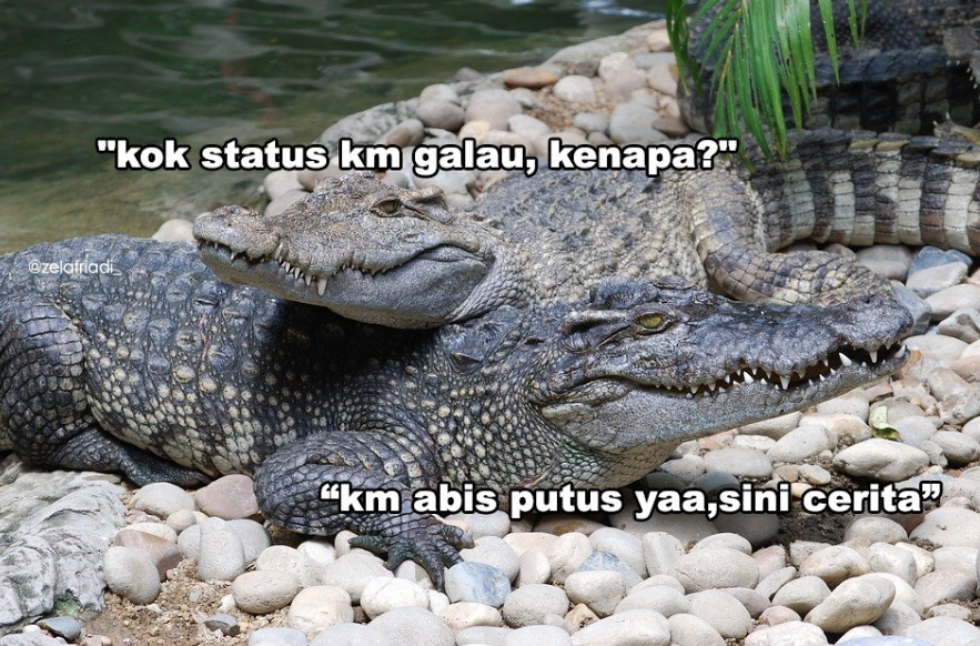 11 Kumpulan Meme Kocak Seekor Buaya. Duh, Pas Banget sama Omongan para Lelaki yang Nggak Beres~