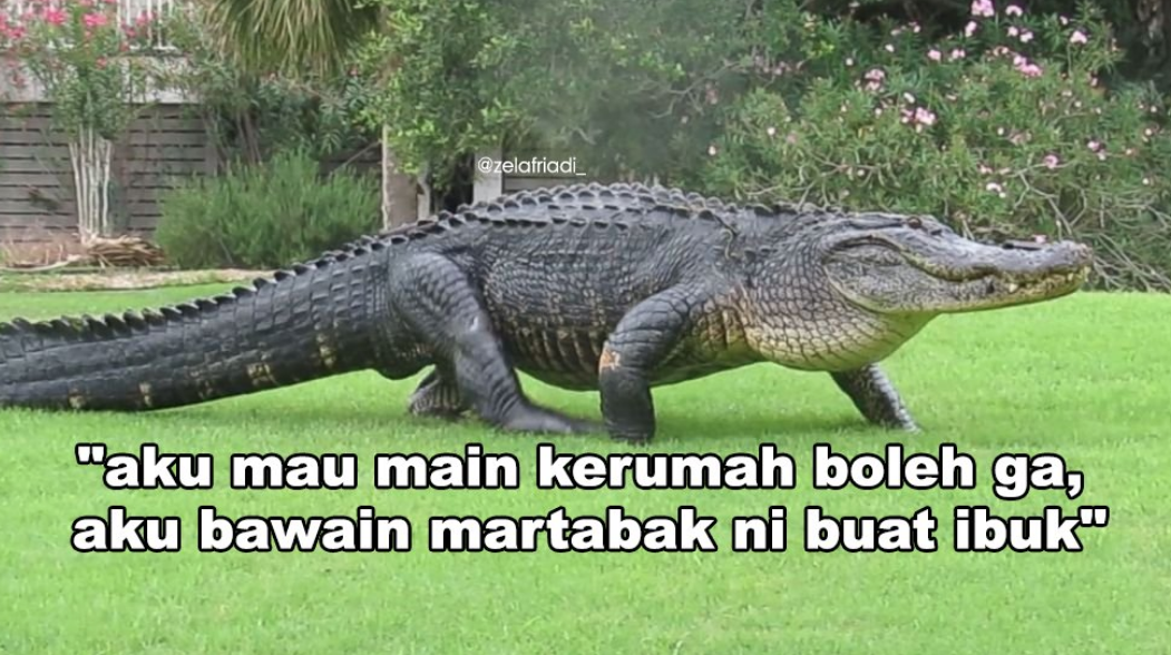 11 Kumpulan Meme Kocak Seekor Buaya. Duh, Pas Banget sama Omongan para Lelaki yang Nggak Beres~