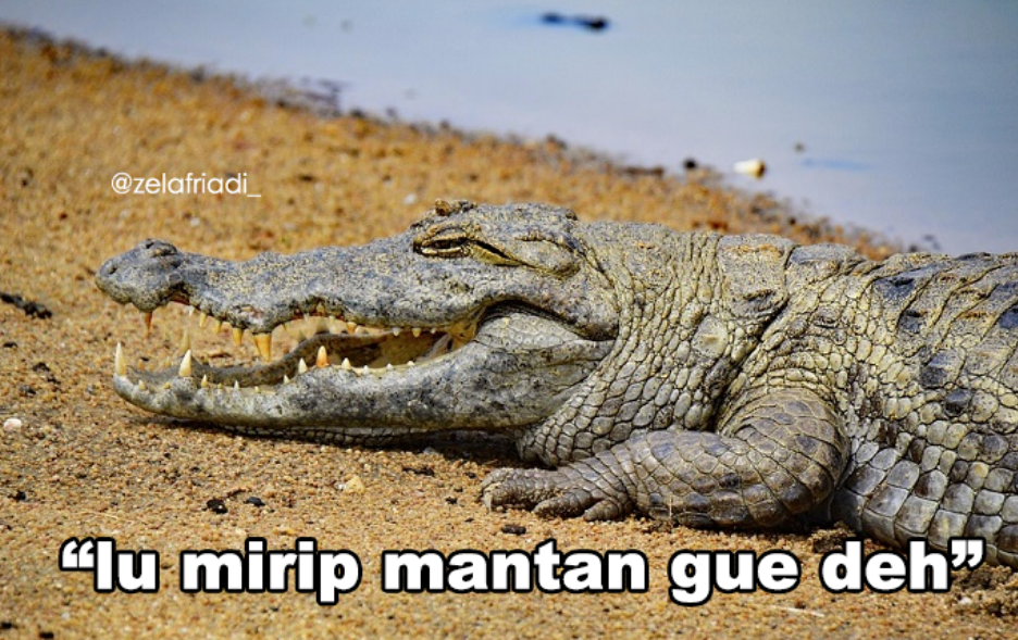 11 Kumpulan Meme Kocak Seekor Buaya. Duh, Pas Banget sama Omongan para Lelaki yang Nggak Beres~