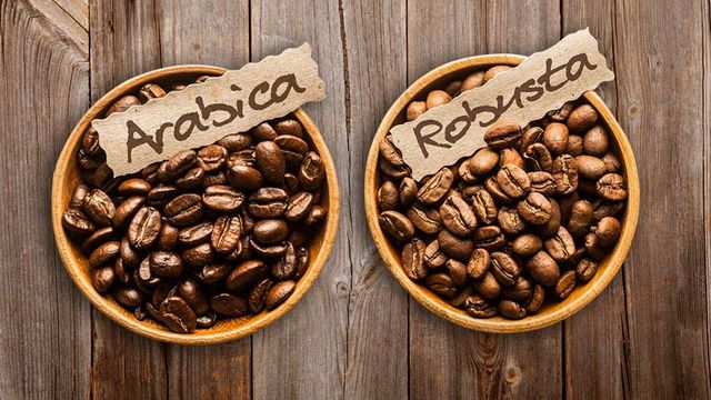 Tak Hanya Soal Rasa, ini 5 Perbedaan Kopi Arabika & Robusta. Yang Ngaku Anak Kopi Wajib Tahu, ya!