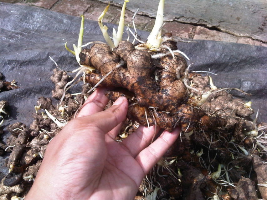 Cara Menanam Jahe Sendiri di Rumah. Meski Cuma Pakai Pot atau Karung, Hasil Panennya Melimpah