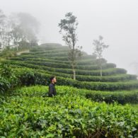 Mengintip Kebun Teh di Perbatasan Yogyakarta dan Magelang. Fix Mau Segera ke Sana!