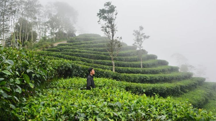 Mengintip Kebun Teh di Perbatasan Yogyakarta dan Magelang. Fix Mau Segera ke Sana!