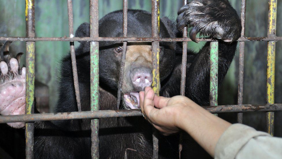 Lama Nggak Dikunjungi, Satwa di Kebun Binatang Kaget Kalau Lihat Orang. Begini Nasibnya Saat Pandemi