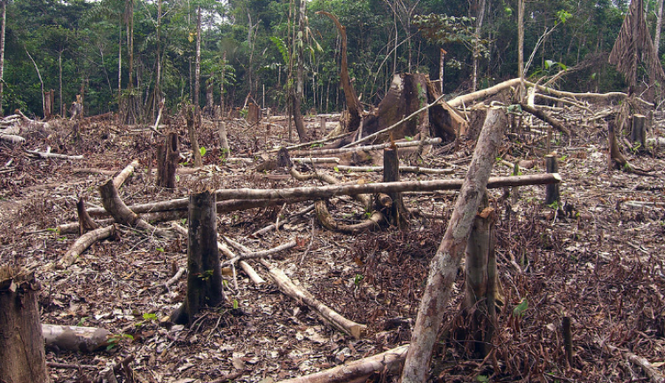 Setiap Enam Detik, Hutan Seluas Lapangan Bola Rusak. Pandemi Gini Ternyata Bikin Makin Parah!