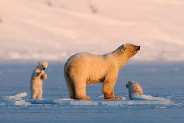 Mengintip Kota Arktik Longyearbyen di Norwegia yang Melarang Warganya Meninggal. Apa Alasannya?