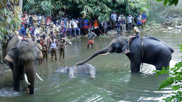 Gajah yang Tengah Hamil Ini Mati Setelah Makan Nanas Berisi Petasan. Kejam Sekali ya Manusia!