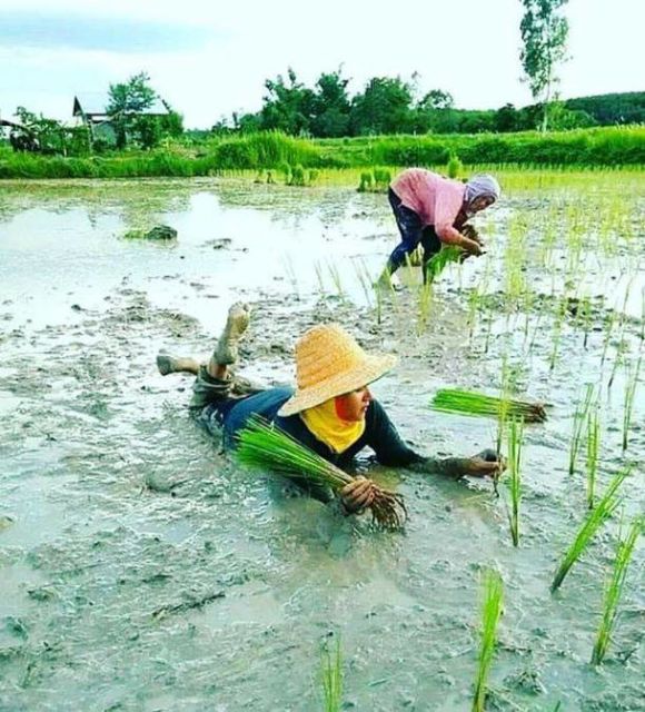 11 Kelakuan Kocak Orang Saat Bercocok Tanam. Mumpung Masih di Rumah Aja, Ayo Menanam yang Betul!