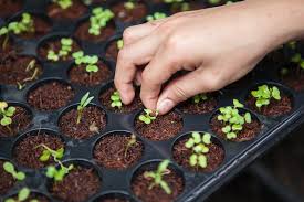 Tren Berkebun di Tengah Pandemi: Mudah, Menyenangkan, Hasilnya pun Bisa Dikonsumsi Sendiri