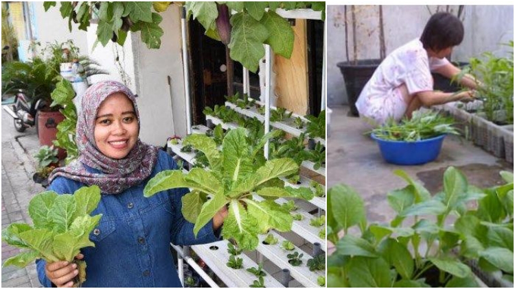 Tren Berkebun di Tengah Pandemi: Mudah, Menyenangkan, Hasilnya pun Bisa Dikonsumsi Sendiri