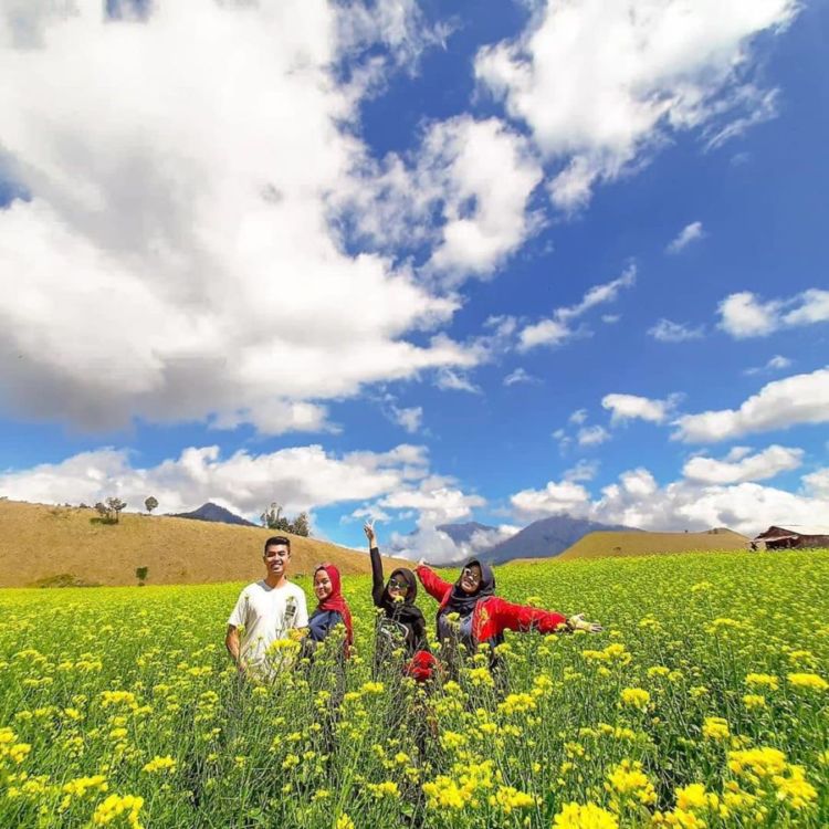 Hamparan Bunga Indah di Bondowoso yang Mirip dengan Pulau Jeju, Korea. Indah Banget Sih!