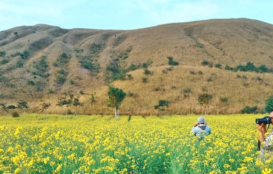 Hamparan Bunga Indah di Bondowoso yang Mirip dengan Pulau Jeju, Korea. Indah Banget Sih!