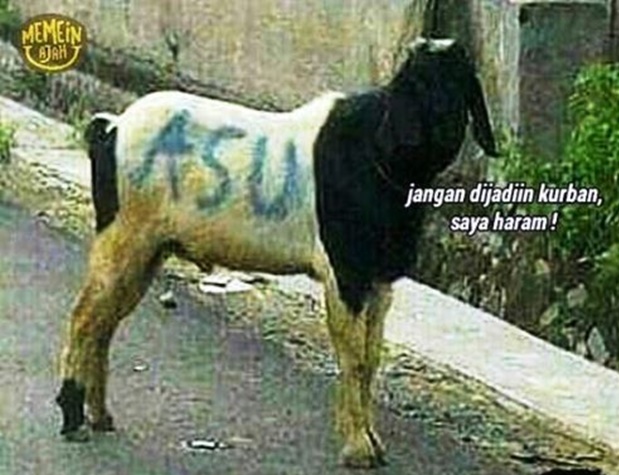 11 Siasat Cerdik Hewan Kurban Agar Terhindar dari Penyembelihan. Keselamatan Diri Wajib Dijaga!