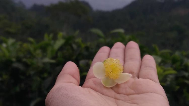 Sensasi Puncak Perkebunan Teh yang Sejuk, Bukit Ngisis Kulon Progo