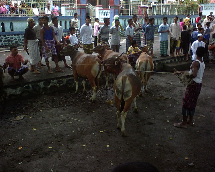 Yuk Pahami Protokol Kesehatan Saat Kurban Iduladha, Mulai dari Menyembelih sampai Bagi-bagi Daging