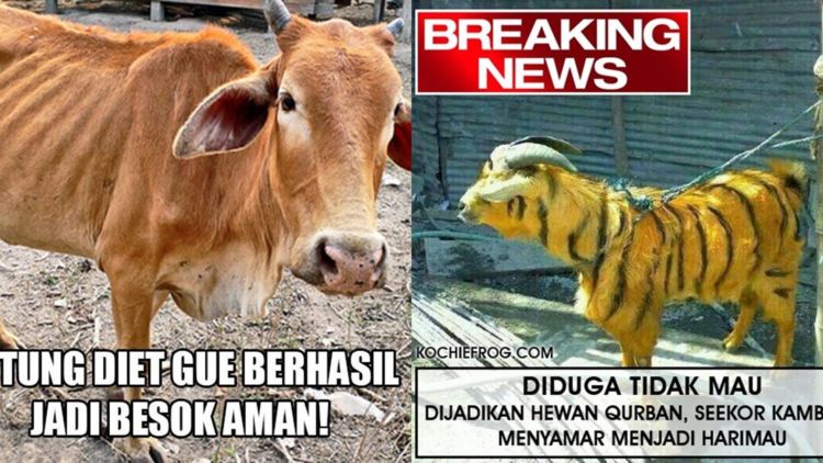 11 Siasat Cerdik Hewan Kurban Agar Terhindar dari Penyembelihan. Keselamatan Diri Wajib Dijaga!