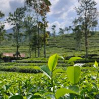 Indahnya Panorama Kebun Teh Pagilaran, Yakin Nggak Mau Mampir?