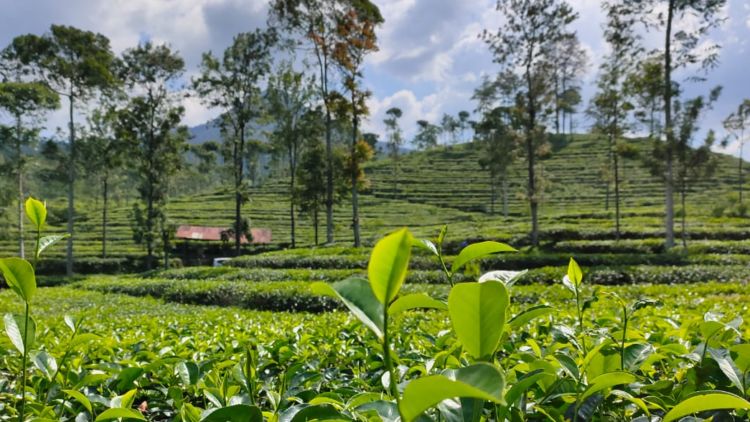 Indahnya Panorama Kebun Teh Pagilaran, Yakin Nggak Mau Mampir?