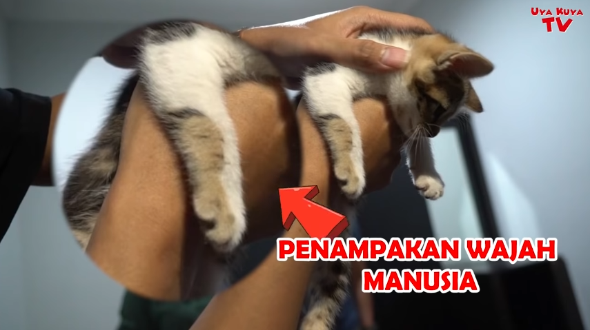 Punya Bulu dengan Corak Wajah Manusia, Kucing Ibu Nagita Slavina Pernah Ditawar 600 Juta Rupiah!