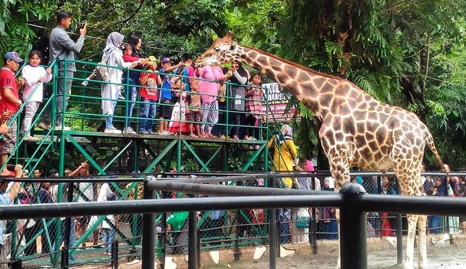 10 Cerita Tentang Kebun Binatang Paling Angker di Dunia. Kamu Udah Tahu?