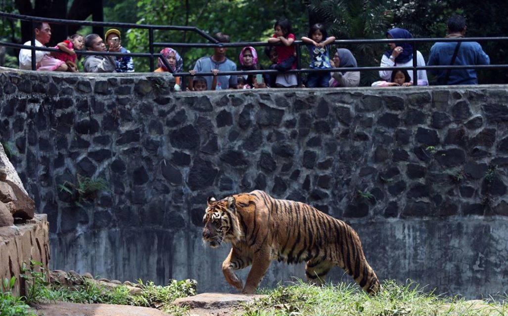 10 Cerita Tentang Kebun Binatang Paling Angker di Dunia. Kamu Udah Tahu?