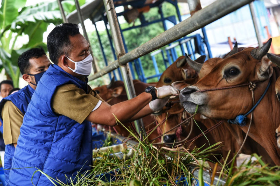 5 Tips Memilih Hewan Kurban Sesuai Syariat buat yang Ingin Beli Dadakan dan Belum Sempat Pesan